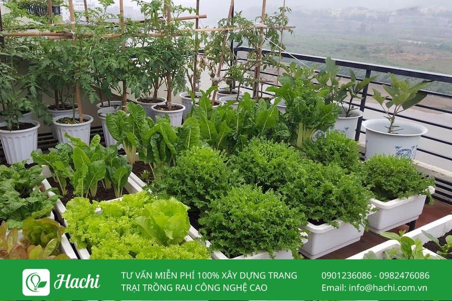 luu y can biet khi trong rau trong chau