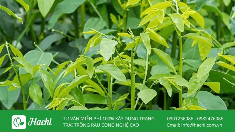 Rau ngót có khả năng chịu nóng tốt, phát triển tốt trong điều kiện thời tiết mùa hè