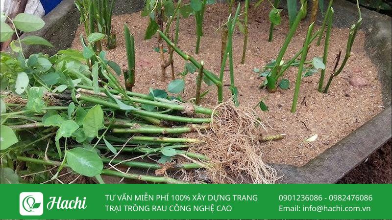 Thời điểm thích hợp nhất để trồng rau ngót bằng cành là từ tháng 2-4 hoặc tháng 8-10