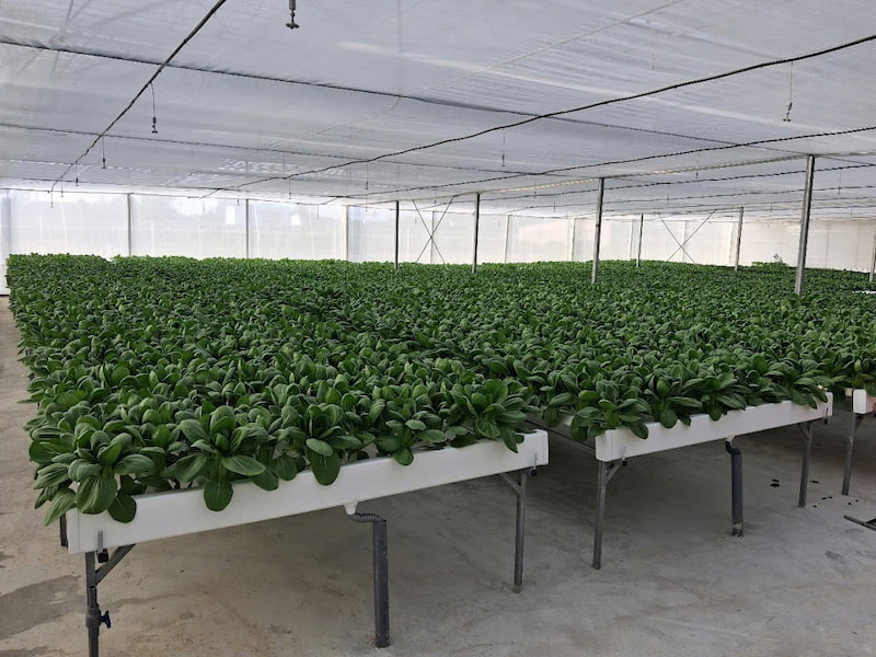 Cảm biến khí CO2 nông nghiệp 4 Cảm biến khí CO₂ được ứng dụng rộng rãi trong nông nghiệp