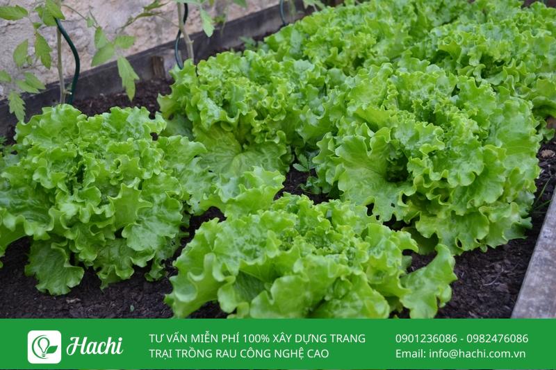 Rau xà lách không đòi hỏi cường độ ánh sáng cao