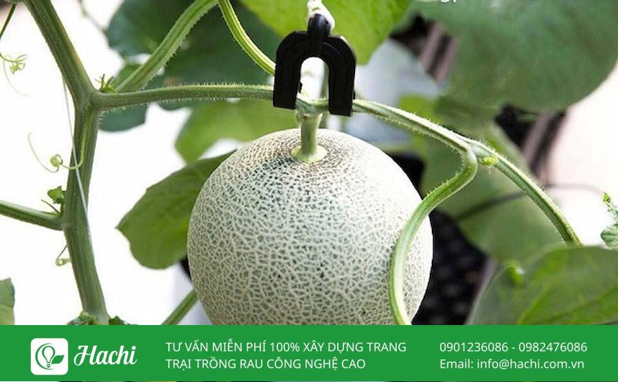 Móc treo trái dưa lưới 10 Bạn nên ưu tiên chọn móc treo trái dưa lưới có khả năng chịu lực tốt