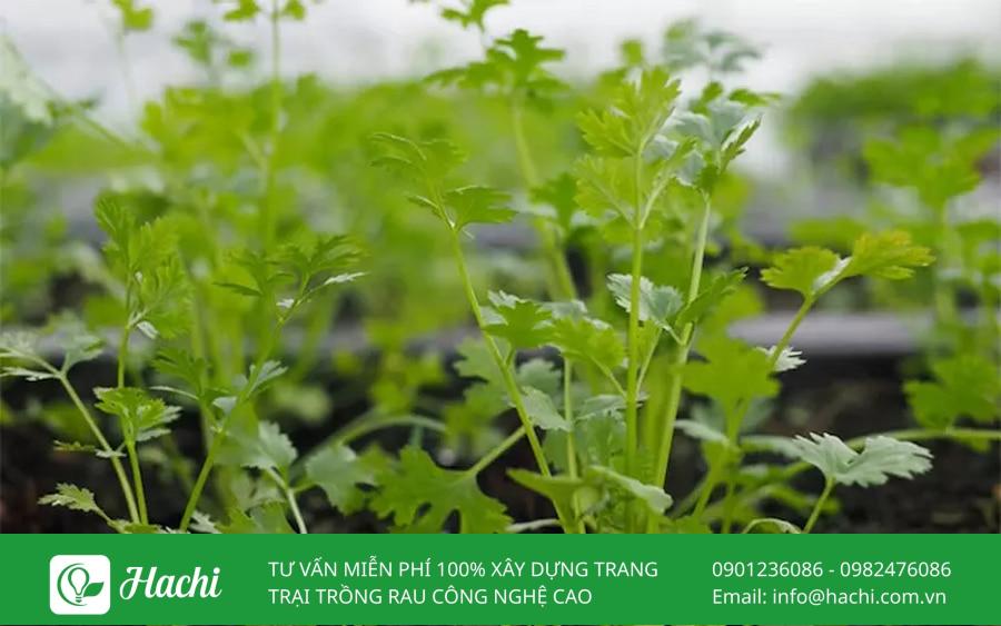 cach gieo trong rau thom trong thung