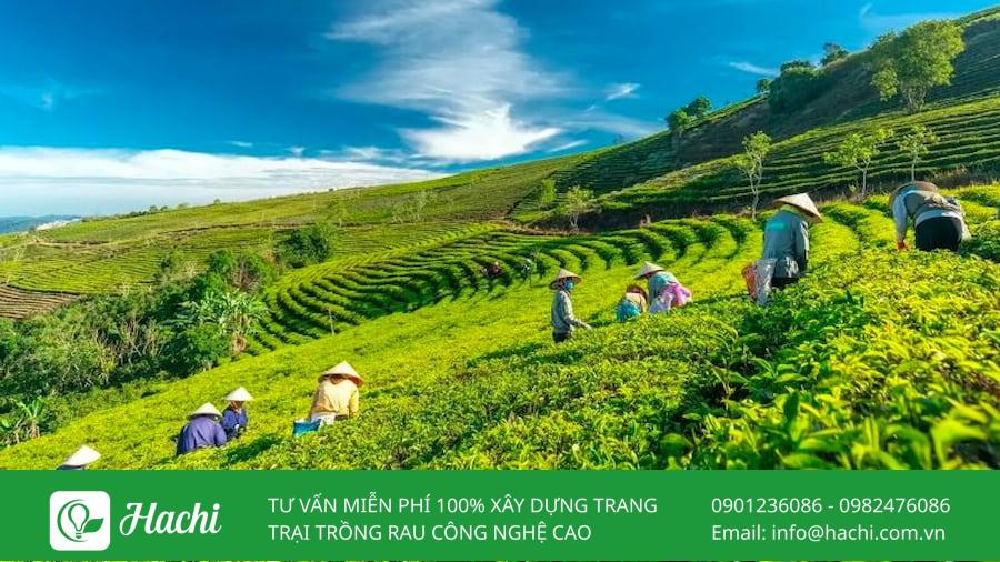 TOP 8 trang trại cung cấp rau sạch nổi tiếng lớn nhất tại Việt Nam 15 Cầu Đất Farm