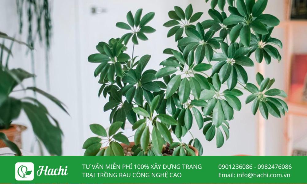Cây ngũ gia bì có tác dụng xua đuổi côn trùng hiệu quả