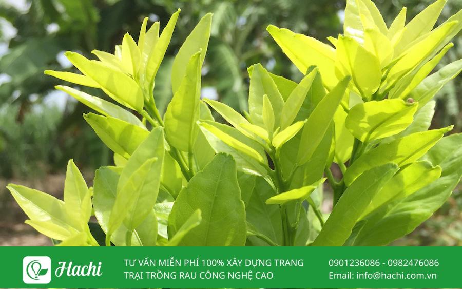 Cây thiếu vi lượng sinh trưởng chậm, phát triển kém