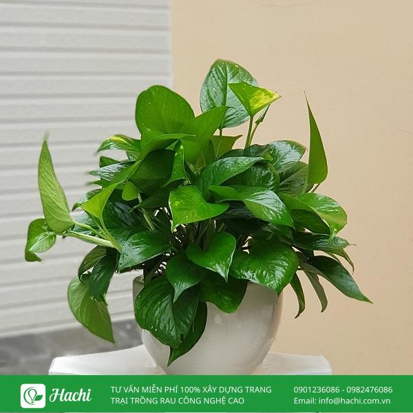 Bạn nên đặt cây trồng trong nhà ở nơi có ánh sáng nhẹ
