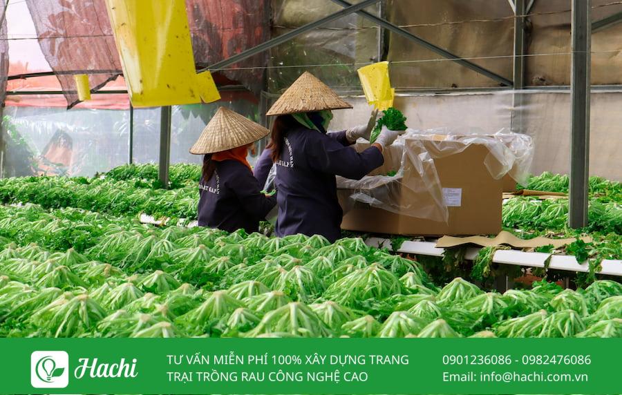 TOP 8 trang trại cung cấp rau sạch nổi tiếng lớn nhất tại Việt Nam 16 Đà Lạt GAP Store