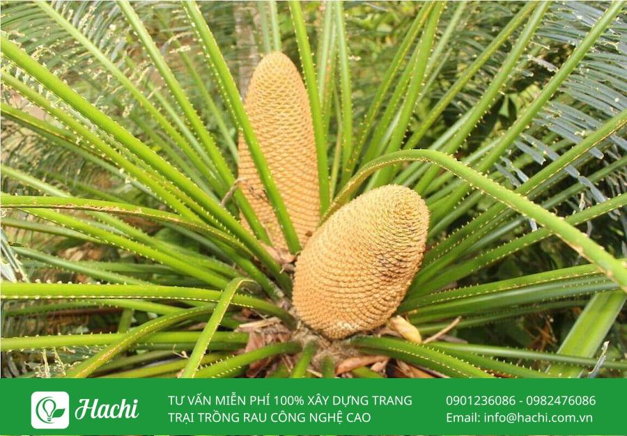 TOP 15 mô hình khởi nghiệp nông nghiệp tiềm năng nhất tại Việt Nam 14 Khởi nghiệp nông nghiệp trồng các loại cây quý hiếm