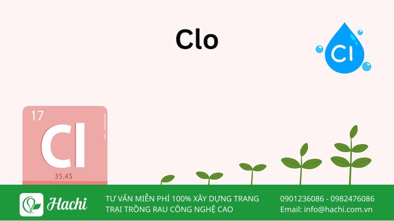 Clo là nguyên tố vi lượng quan trọng giúp hỗ trợ hoạt động quang hợp