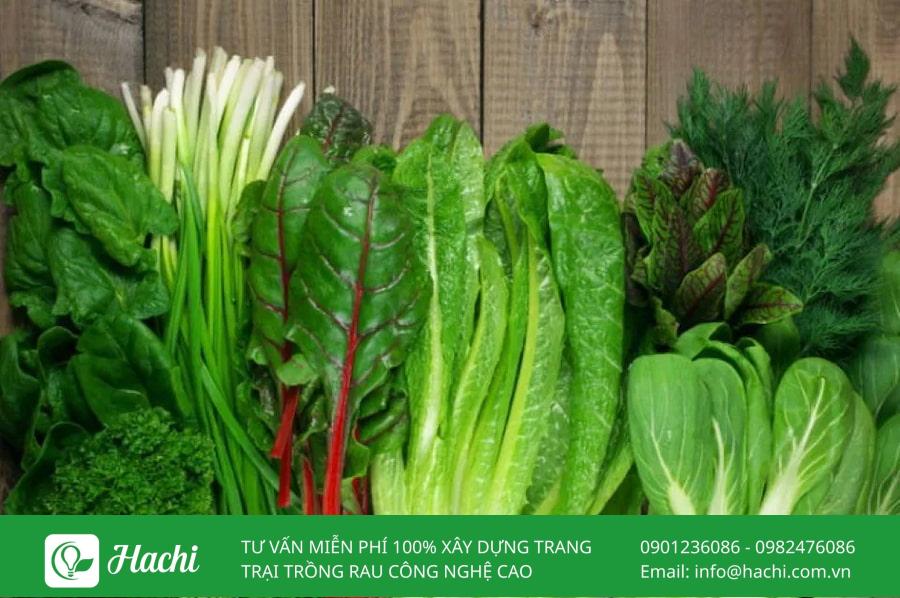 TOP 8 trang trại cung cấp rau sạch nổi tiếng lớn nhất tại Việt Nam 13 Bạn có thể tìm mua nhiều loại rau sạch tại Thế giới Nông Sản