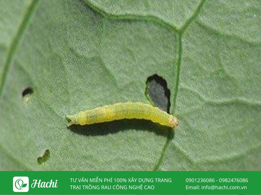 Thuốc trừ sâu sinh học là gì? Cách sử dụng an toàn và hiệu quả cho cây trồng 12 Bạn nên phun thuốc trừ sâu sinh học trong giai đoạn sâu non để đạt hiệu quả cao nhất