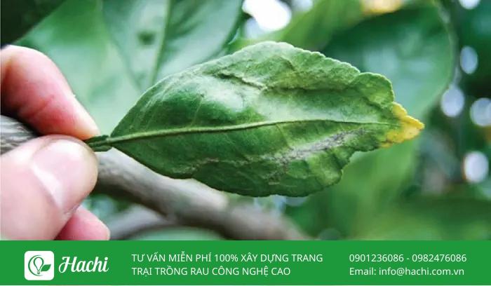 Bạn nên thường xuyên cắt tỉa lá bị hại để hạn chế lây lan
