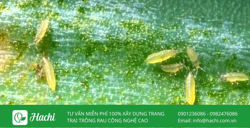 Bọ trĩ - Loài côn trùng gây hại cho cây trồng