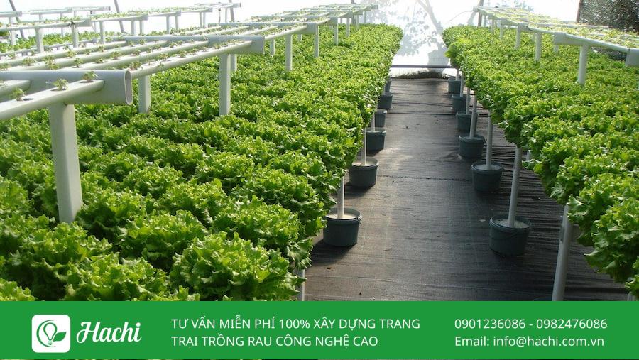 TOP 8 trang trại cung cấp rau sạch nổi tiếng lớn nhất tại Việt Nam 9 Trang trại rau sạch Vân Nội