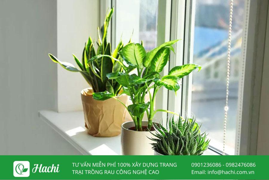 Trồng cây xanh trong nhà giúp làm đẹp không gian sống