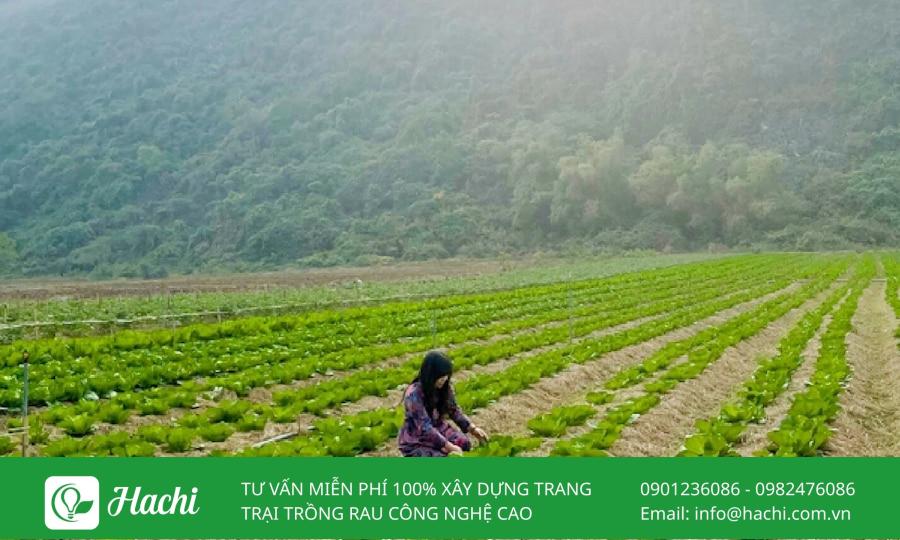 TOP 8 trang trại cung cấp rau sạch nổi tiếng lớn nhất tại Việt Nam 11 Trang trại V-Organic