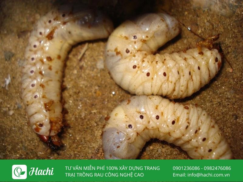 hinh dang va vong doi cua sung dat