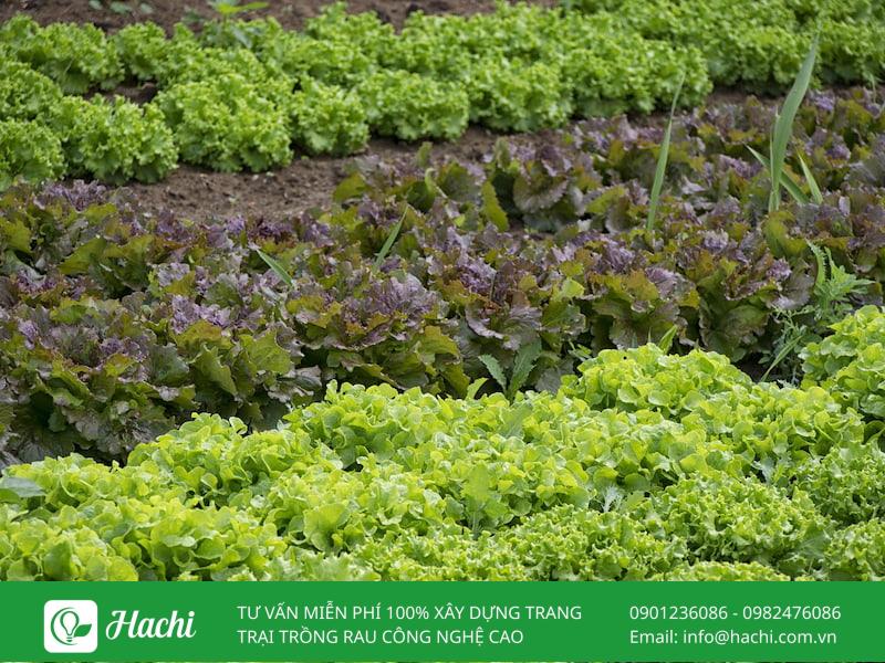 Luân canh là gì? Vai trò của luân canh cây trồng trong nông nghiệp 9 Luân canh giúp tăng năng suất cây trồng