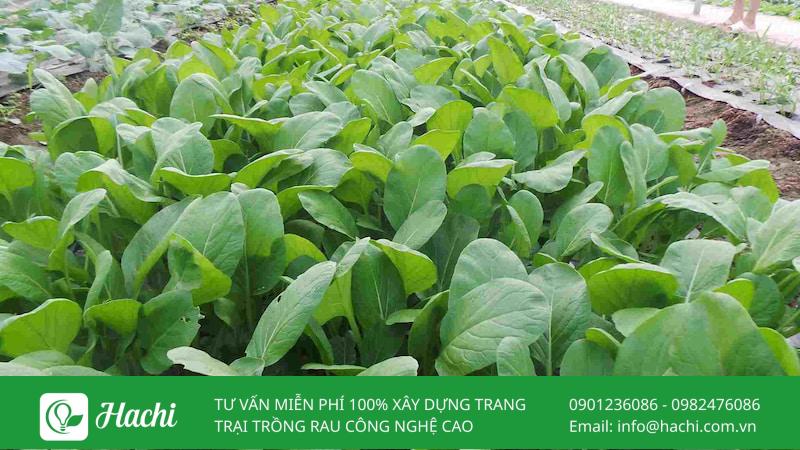 Luân canh là gì? Vai trò của luân canh cây trồng trong nông nghiệp 11 Luân canh cây trồng ngắn ngày và dài ngày