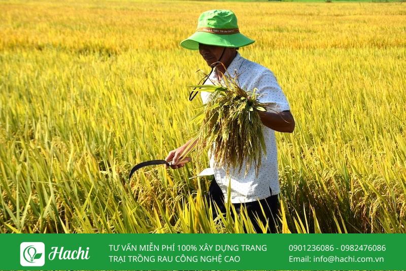 Luân canh là gì? Vai trò của luân canh cây trồng trong nông nghiệp 10 Bạn có thể trồng lúa vào mùa mưa