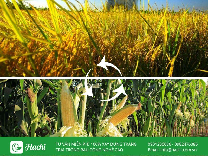 Luân canh là gì? Vai trò của luân canh cây trồng trong nông nghiệp 12 Luân canh lúa – rau màu