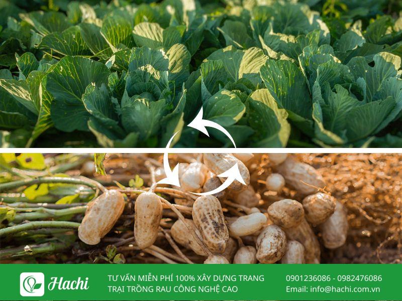 Luân canh là gì? Vai trò của luân canh cây trồng trong nông nghiệp 13 Luân canh rau – cây họ đậu