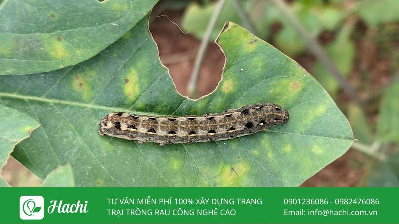 Sâu ăn lá và cách diệt sâu ăn lá bảo vệ cây trồng 12 Sâu khoang