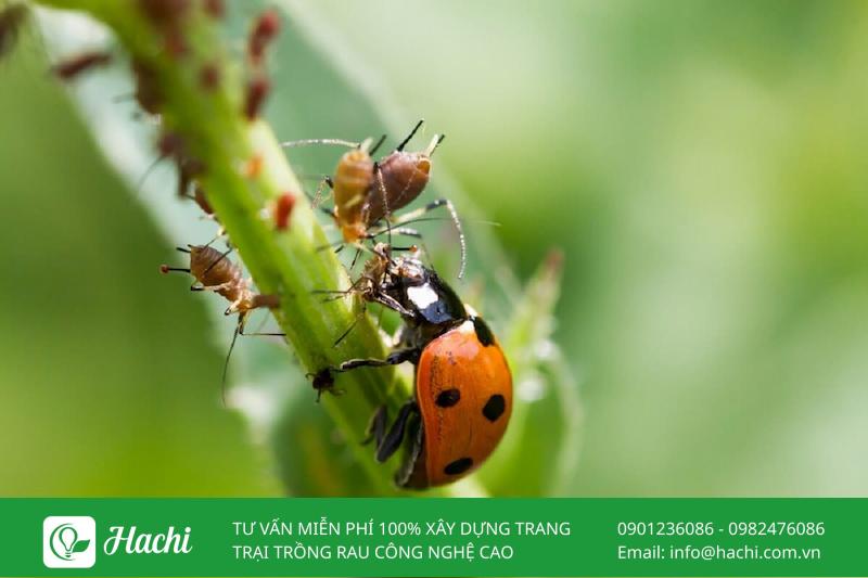 Sâu ăn lá và cách diệt sâu ăn lá bảo vệ cây trồng 16 Bạn có thể sử dụng thiên địch để trị sâu ăn lá