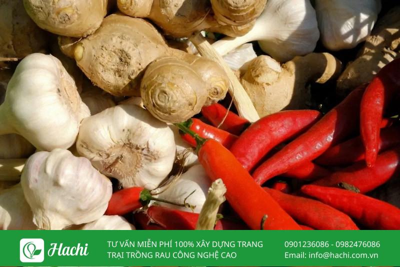 Sâu ăn lá và cách diệt sâu ăn lá bảo vệ cây trồng 15 Bạn có thể tự chế thuốc trừ sâu ăn lá từ các nguyên liệu tự nhiên như gừng tỏi ớt