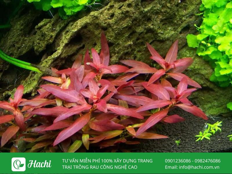 Các loại cây thủy sinh không cần đất nền phổ biến nhất hiện nay 20 Bạn nên duy trì ánh sáng ổn định từ 6-8 giờ/ngày