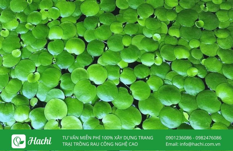 Các loại cây thủy sinh không cần đất nền phổ biến nhất hiện nay 16 Bèo Nhật