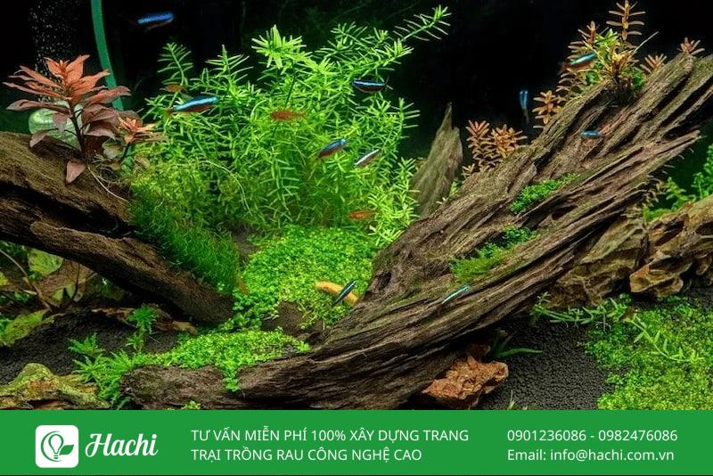 Các loại cây thủy sinh không cần đất nền phổ biến nhất hiện nay 19 Bạn có thể buộc cây vào đá hoặc gỗ lũa