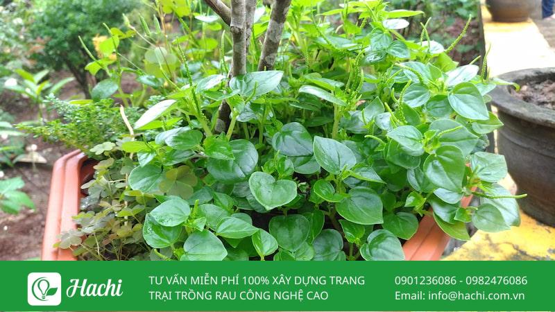 Cách trồng rau càng cua: Bằng hạt, bằng cành và thủy canh tại nhà 10 Bạn nên chọn giống rau càng cua từ thân mẹ khoẻ mạnh