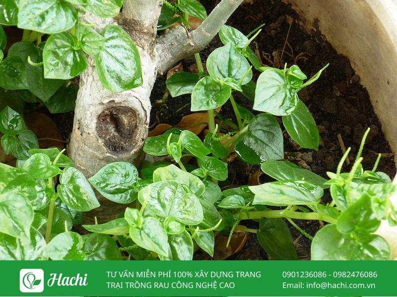 Cách trồng rau càng cua: Bằng hạt, bằng cành và thủy canh tại nhà 9 Bạn cần đảm bảo khoảng cách giữa các cây để rau có thể phát triển khoẻ mạnh