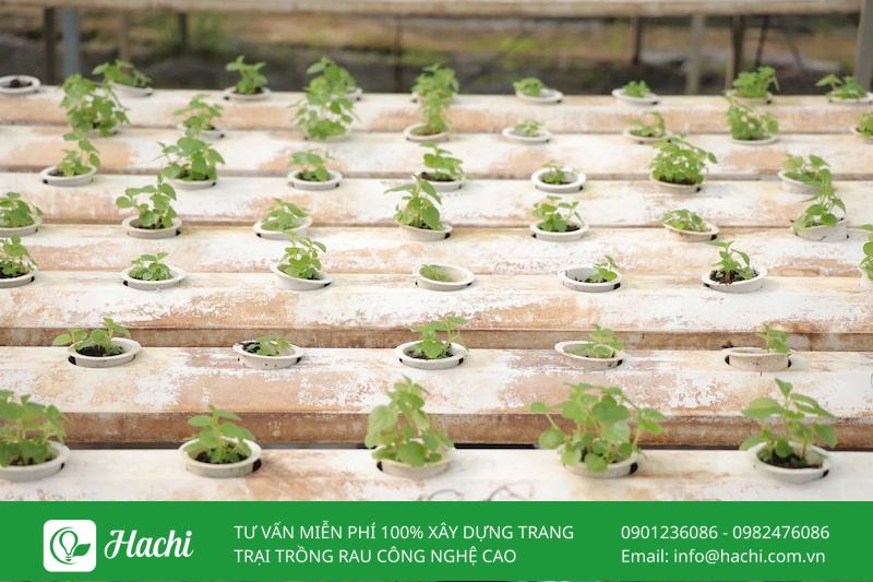 Cách trồng rau càng cua: Bằng hạt, bằng cành và thủy canh tại nhà 11 Cách trồng rau càng cua thuỷ canh khá đơn giản