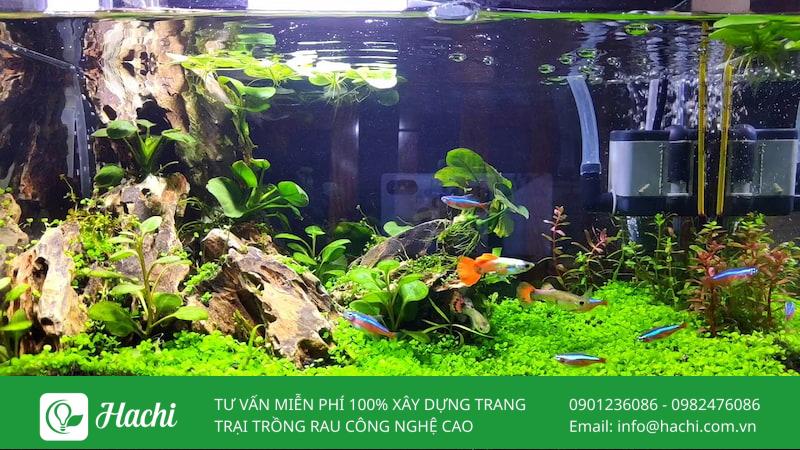Các loại cây thủy sinh không cần đất nền phổ biến nhất hiện nay 11 Cây thuỷ sinh không cần đất nền hấp thụ dinh dưỡng qua lá và thân