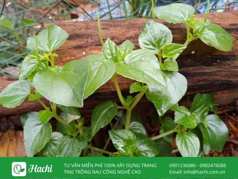 Cách trồng rau càng cua: Bằng hạt, bằng cành và thủy canh tại nhà 7 Rau càng cua