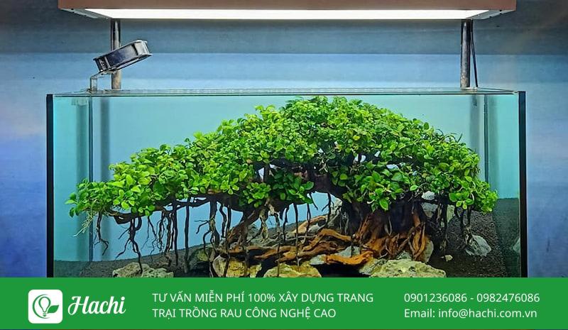 Các loại cây thủy sinh không cần đất nền phổ biến nhất hiện nay 13 Ráy lá nhỏ
