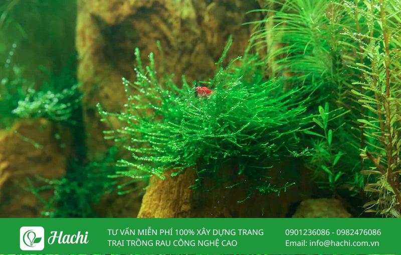 Các loại cây thủy sinh không cần đất nền phổ biến nhất hiện nay 12 Rêu Java