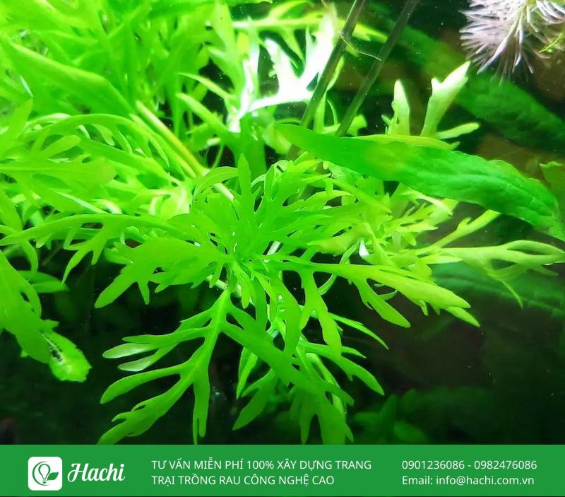 Các loại cây thủy sinh không cần đất nền phổ biến nhất hiện nay 18 Các loại cây trồng không cần đất nền