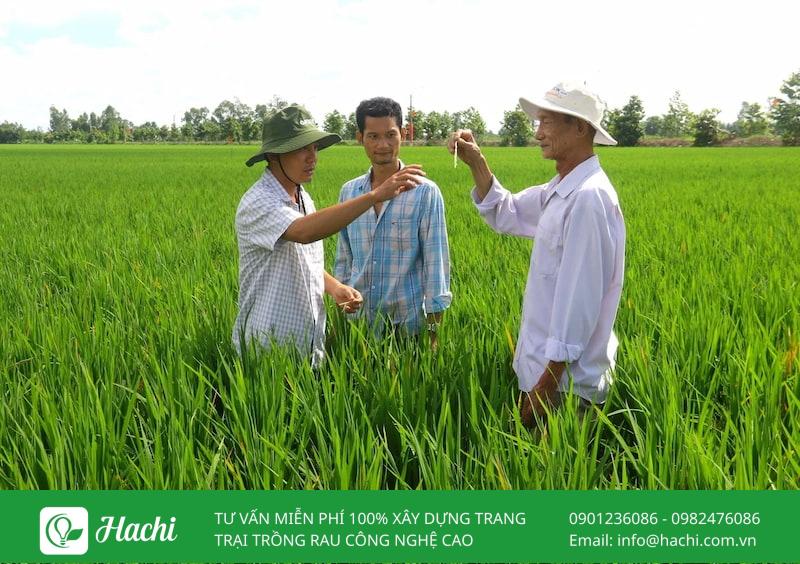 IPM là gì? Toàn bộ kiến thức về quản lý dịch hại tổng hợp 10 Thường xuyên thăm đồng để phát hiện kịp thời các mầm bệnh