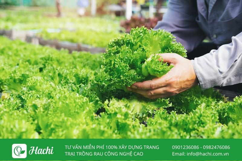 IPM là gì? Toàn bộ kiến thức về quản lý dịch hại tổng hợp 9 Trồng cây khỏe