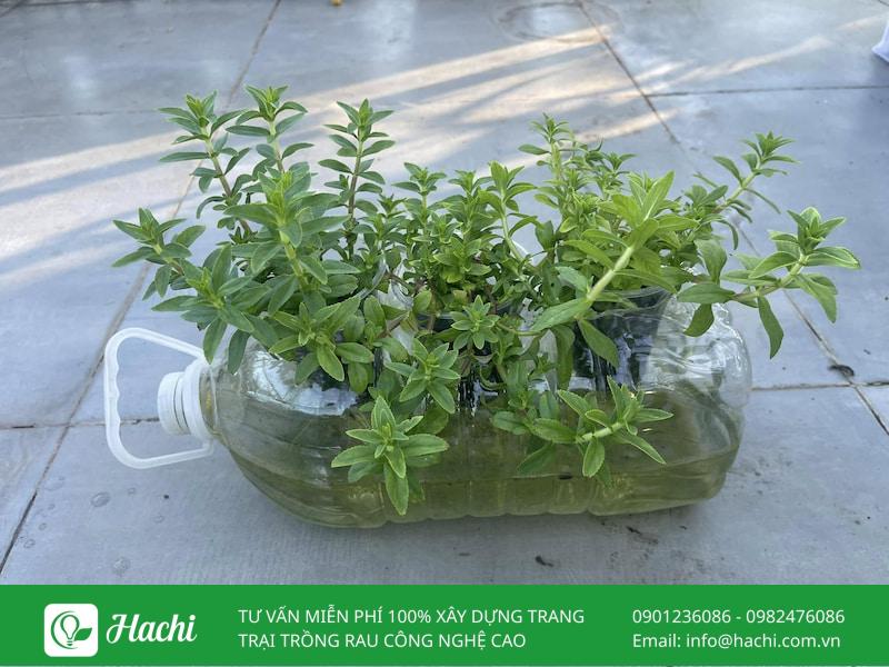 Cách trồng rau ngổ (ngò om) tại nhà: Bằng cành, hạt, chậu và trong nước 9 Cách trồng rau ngổ trong nước