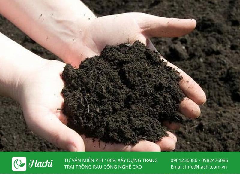 Cách trồng rau ngổ (ngò om) tại nhà: Bằng cành, hạt, chậu và trong nước 7 Rau ngổ thích hợp trồng trên đất giàu mùn, giữ ẩm cao