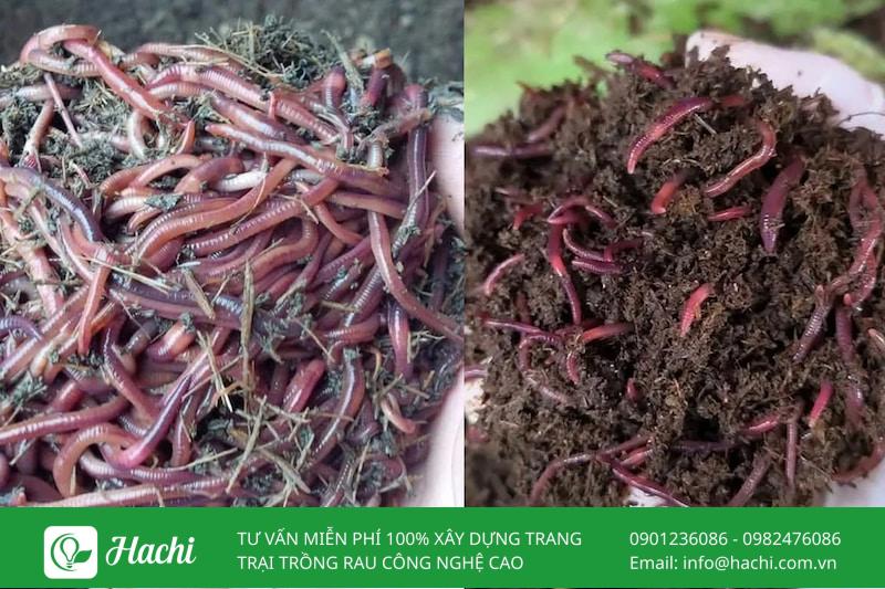 Trùn đất là gì? Phân loại các loại trùn phổ biến trong tự nhiên 10 Trùn quế là loài được nuôi phổ biến để xử lý phân gia súc