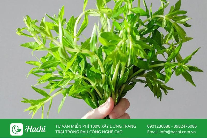 Cách trồng rau ngổ (ngò om) tại nhà: Bằng cành, hạt, chậu và trong nước 6 Rau ngổ