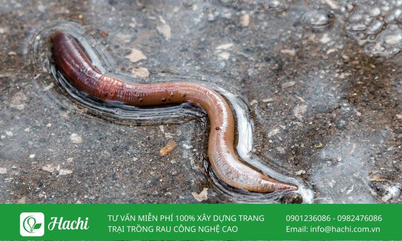 Trùn đất là gì? Phân loại các loại trùn phổ biến trong tự nhiên 6 Trùn đất