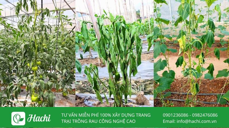 benh heo xanh vi khuan