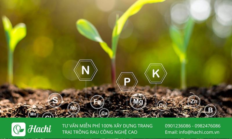 Phân bón lá 30-10-10 là gì? Công dụng và cách dùng đúng kỹ thuật 6 Phân bón lá 30-10-10